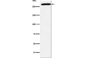Western blot analysis of PRPF8 expression in 293T cell lysate.