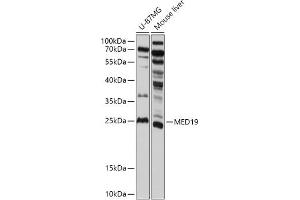 Western blot analysis of extracts of various cell lines, using MED19 antibody (ABIN7268440) at 1:1000 dilution. (MED19 Antikörper  (AA 60-160))