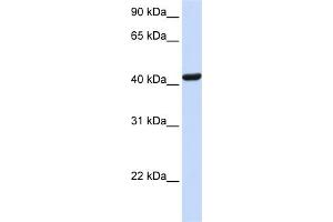 WB Suggested Anti-SKAP1 Antibody Titration:  0. (SKAP1 Antikörper  (N-Term))