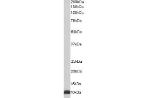 ABIN4902588 (0. (HSPE1 Antikörper)