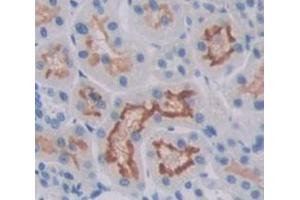 IHC-P analysis of Rat Tissue, with DAB staining. (Prolactin Receptor Antikörper  (AA 20-229))