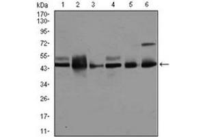 Western Blotting (WB) image for anti-Mitogen-Activated Protein Kinase 8 (MAPK8) antibody (ABIN1108135)