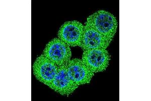 Immunofluorescence (IF) image for anti-FK506 Binding Protein 1B, 12.6 KDa (FKBP1B) (AA 16-46), (N-Term) antibody (ABIN392348)