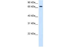 WB Suggested Anti-HAL Antibody Titration:  1. (HAL Antikörper  (C-Term))