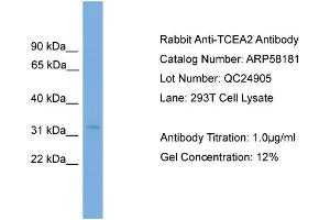 WB Suggested Anti-TCEA2  Antibody Titration: 0.
