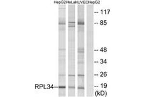 Western blot analysis of extracts from HepG2/HeLa/HuvEc cells, using RPL34 Antibody. (RPL34 Antikörper  (AA 41-90))