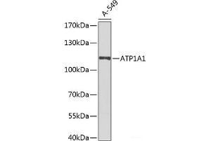 Western blot analysis of extracts of A-549 cells using ATP1A1 Polyclonal Antibody at dilution of 1:1000. (ATP1A1 Antikörper)