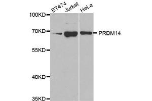 Western Blotting (WB) image for anti-PR Domain Containing 14 (PRDM14) antibody (ABIN1876766) (PRDM14 Antikörper)