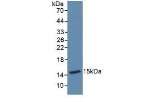 Western blot analysis of recombinant Mouse Trx. (TXN Antikörper  (AA 1-105))