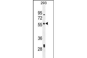 LARP6 Antibody (N-term) (ABIN654784 and ABIN2844464) western blot analysis in 293 cell line lysates (35 μg/lane).