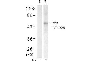 Western blot analysis of extracts from HT29 cells untreated(lane 1) or treated with UV(lane 2) using Myc(Phospho-Thr358) Antibody. (c-MYC Antikörper  (pThr358))