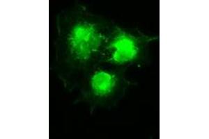 Anti-SILV mouse monoclonal antibody (ABIN2452277) immunofluorescent staining of COS7 cells transiently transfected by pCMV6-ENTRY SILV (RC200663). (Melanoma gp100 Antikörper)