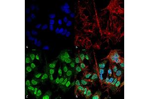 Immunocytochemistry/Immunofluorescence analysis using Mouse Anti-Alpha Synuclein Monoclonal Antibody, Clone 3F8 (ABIN5564104). (SNCA Antikörper  (PerCP))