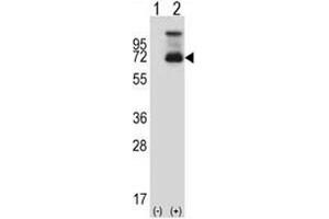 Western Blotting (WB) image for anti-Heat Shock Factor Protein 1 (HSF1) (AA 72-100) antibody (ABIN3031159)