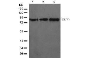 Image no. 1 for anti-Ezrin (EZR) (Thr566) antibody (ABIN197426) (Ezrin Antikörper  (Thr566))