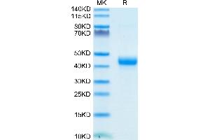 SDS-PAGE (SDS) image for CD3 epsilon (CD3E) (AA 22-48) protein (Fc-Avi Tag,Biotin) (ABIN7274135)