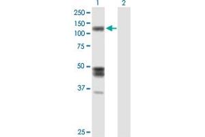 Western Blot analysis of IARS expression in transfected 293T cell line by IARS MaxPab polyclonal antibody. (IARS Antikörper  (AA 1-1055))