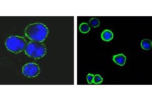 Confocal immunofluorescence analysis of methanol-fixed BCBL-1 (left) and L1210 (right) cells using CD37 mouse mAb(green), showing membrane localization. (CD37 Antikörper)