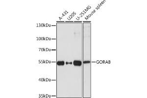 Western blot analysis of extracts of various cell lines, using GORAB Rabbit pAb (ABIN7267499) at 1:1000 dilution. (GORAB Antikörper  (AA 1-100))