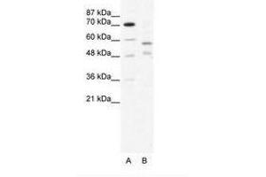 Image no. 1 for anti-Tripartite Motif Containing 23 (TRIM23) (C-Term) antibody (ABIN203204) (TRIM23 Antikörper  (C-Term))