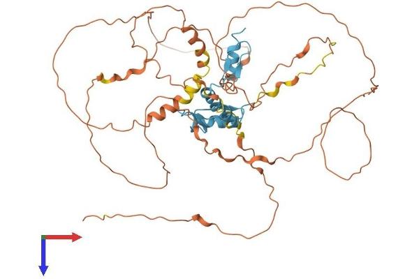 KLF4 Protein (AA 1-483) (His tag)