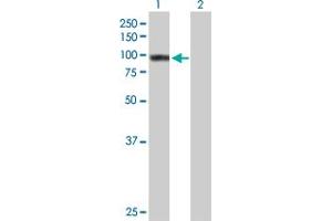 Western Blot analysis of TNIP1 expression in transfected 293T cell line by TNIP1 MaxPab polyclonal antibody.