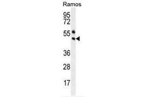 PAX5 Antibody (Center) western blot analysis in Ramos cell line lysates (35µg/lane). (PAX5 Antikörper  (Middle Region))