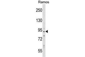 Western blot analysis of Neurabin-2 Antibody (N-term) in Ramos cell line lysates (35ug/lane). (PPP1R9B Antikörper  (N-Term))