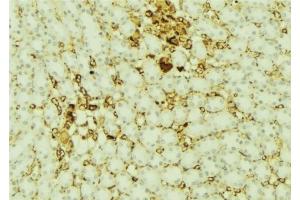 ABIN6277421 at 1/100 staining Mouse kidney tissue by IHC-P. (PARD6A Antikörper  (N-Term))