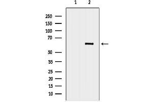 anti-EH-Domain Containing 3 (EHD3) (Internal Region) antibody