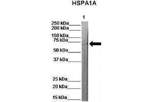 WB Suggested Anti-Hspa1a Antibody  Positive Control: Lane 1:841 µg pig serum Primary Antibody Dilution: 1:0000Secondary Antibody: Anti-rabbit-HRP Secondry  Antibody Dilution: 1:0000Submitted by: Martina Ondrovics, University of Veterinary Medicine Vienna (HSP70 1A Antikörper  (N-Term))