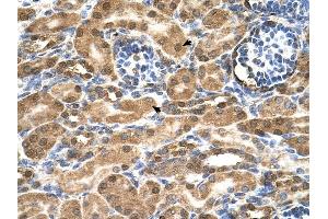 SDF2 antibody was used for immunohistochemistry at a concentration of 4-8 ug/ml to stain Epithelial cells of renal tubule (arrows) in Human Kidney.