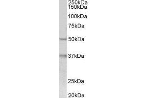 ABIN2562638 (0. (FOXA1 Antikörper  (C-Term))