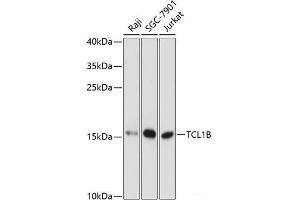 Western blot analysis of extracts of various cell lines using TCL1B Polyclonal Antibody at dilution of 1:3000. (TCL1B Antikörper)