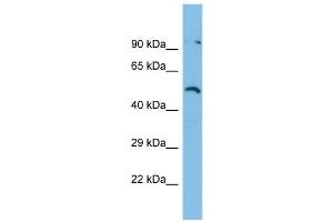 Host:  Rabbit  Target Name:  ZNF480  Sample Type:  RPMI-8226 Whole Cell lysates  Antibody Dilution:  1. (ZNF480 Antikörper  (N-Term))