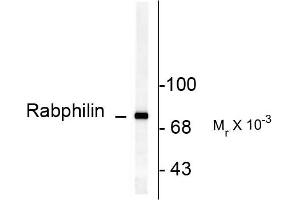 RPH3A Antikörper  (pSer234)