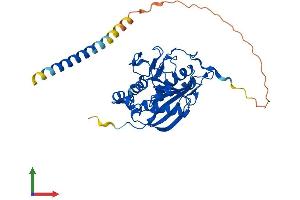 Protein Structure (PS) image for UDP-Gal:betaGlcNAc beta 1,4- Galactosyltransferase, Polypeptide 2 (B4GALT2) (AA 1-372) protein (His tag) (ABIN7552599)