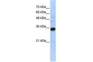 Image no. 1 for anti-Complement C1q Tumor Necrosis Factor-Related Protein 4 (C1QTNF4) (C-Term) antibody (ABIN6743641) (C1QTNF4 Antikörper  (C-Term))