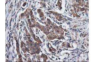 Image no. 2 for anti-Heme Oxygenase (Decycling) 2 (HMOX2) antibody (ABIN1498691) (HMOX2 Antikörper)