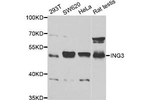 Western blot analysis of extracts of various cell lines, using ING3 antibody (ABIN5973445) at 1/1000 dilution. (ING3 Antikörper)