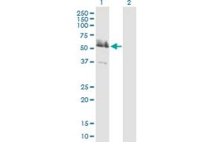 Western Blot analysis of LRRFIP2 expression in transfected 293T cell line by LRRFIP2 MaxPab polyclonal antibody.