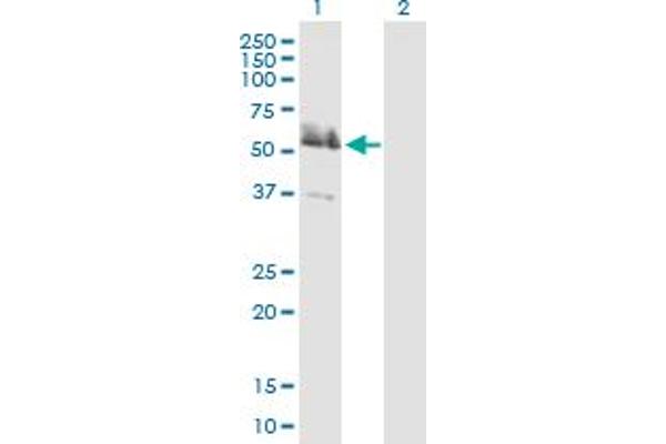 LRRFIP2 Antikörper  (AA 1-400)