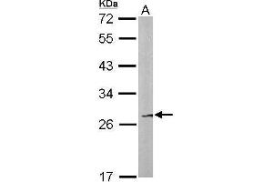 WB Image Sample (50 ug of whole cell lysate) A: Mouse liver 12% SDS PAGE antibody diluted at 1:500 (FAM122B Antikörper)