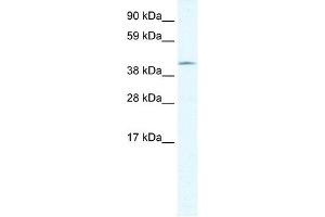 GIOT-1 antibody (20R-1114) used at 0.