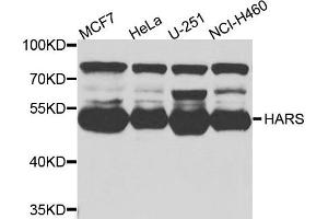 Western blot analysis of extracts of various cells, using HARS antibody.
