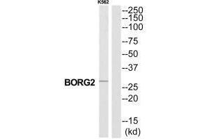 Western blot analysis of extracts from K562 cells, using CDC42EP3 antibody. (CDC42EP3 Antikörper  (N-Term))