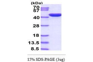 SDS-PAGE (SDS) image for Mitogen-Activated Protein Kinase 1 (MAPK1) (AA 1-360) protein (His tag) (ABIN666923) (ERK2 Protein (AA 1-360) (His tag))