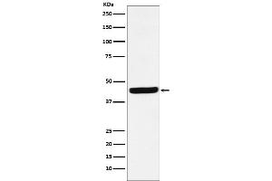 Western blot analysis of AHA1 expression in HepG2 cell lysate.