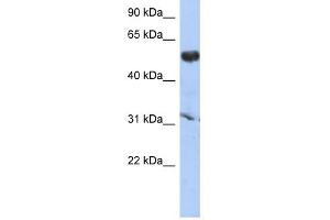 CYP4X1 antibody used at 1 ug/ml to detect target protein.