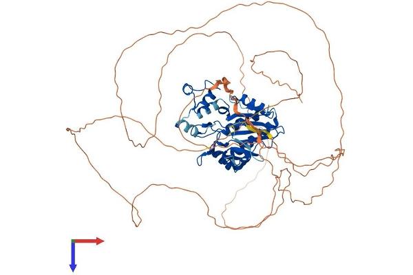 ITPKC Protein (AA 1-683) (His tag)